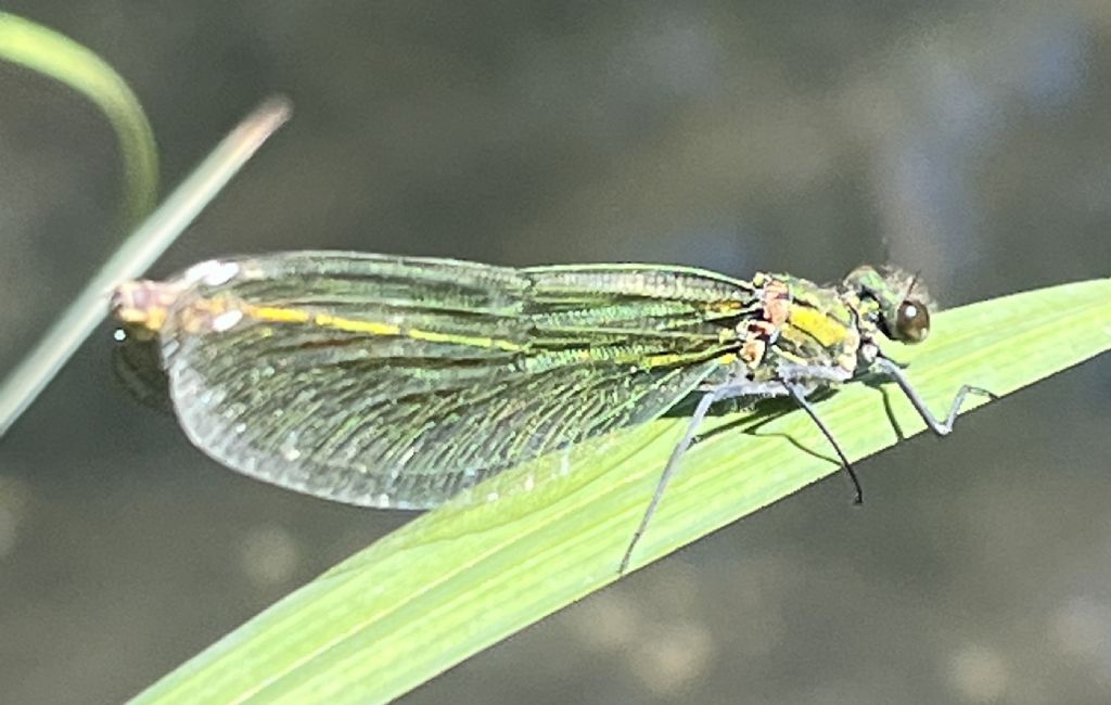 Calopteryx splendens..... m. e f.